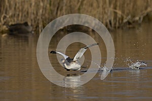 Great Crested Grebe cavorting on the Somerset Levels, United Kingdom