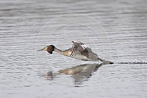Great Crested Grebe cavorting on the Somerset Levels, United Kingdom