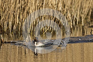 Great Crested Grebe cavorting on the Somerset Levels, United Kingdom photo