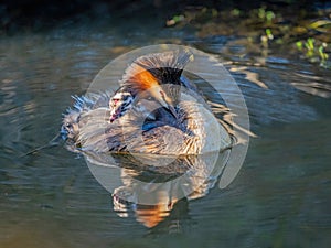 Great Crested Grebe With Chick