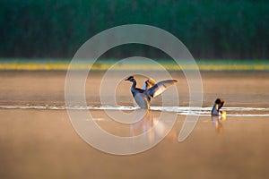 Great Crested Grebe chick in lake