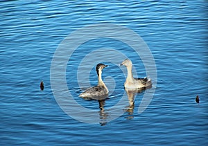 Great Crested Grebe Chickens in Blue Lake
