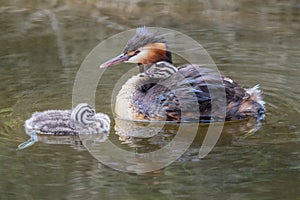 Great Crested Grebe With Chicks