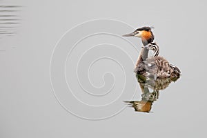 A Great crested Grebe with chicks