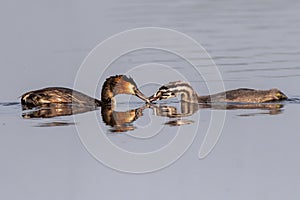 Great Crested Grebe With Chicks