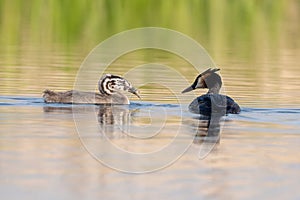 Great Crested Grebe With Chicks