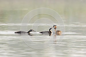 Great Crested Grebe With Chicks