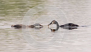 Great Crested Grebe With Chicks