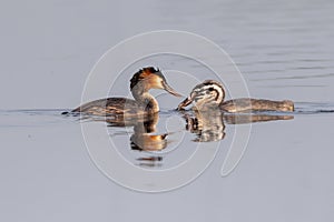 Great Crested Grebe With Chicks