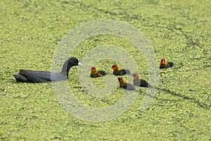 Great Crested Grebe with 5 chicks in a pond