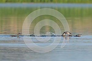 Great Crested Grebe With Chicks