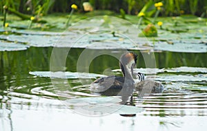 Great crested grebe with child