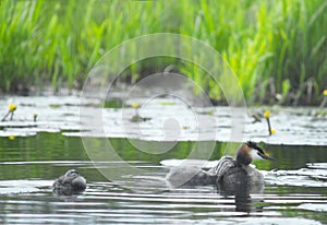 Great crested grebe with child