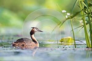 Great crested grebe closeup