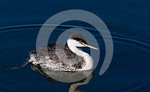 Great crested grebe closeup blue water background
