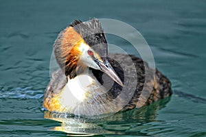 Great crested grebe and colors