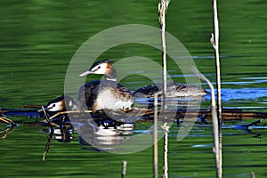 Great crested grebe couple