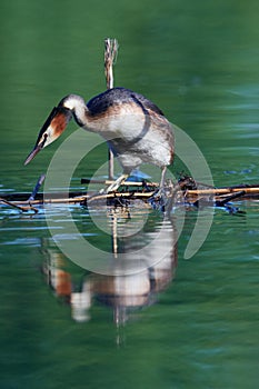 Great crested grebe couple