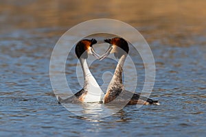 Great crested grebe couple showing affection