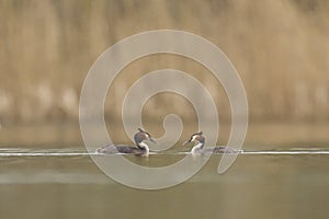 Great Crested Grebe courting on the Somerset Levels, United Kingdom