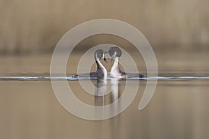 Great Crested Grebe courting on the Somerset Levels, United Kingdom