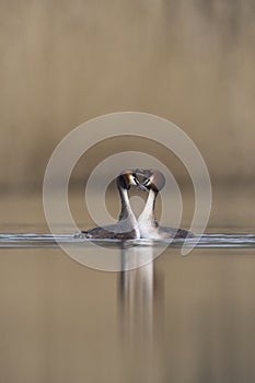 Great Crested Grebe courting on the Somerset Levels, United Kingdom