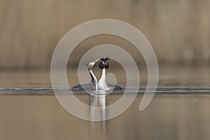 Great Crested Grebe courting on the Somerset Levels, United Kingdom