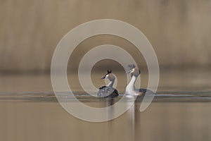 Great Crested Grebe courting on the Somerset Levels, United Kingdom