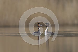 Great Crested Grebe courting on the Somerset Levels, United Kingdom