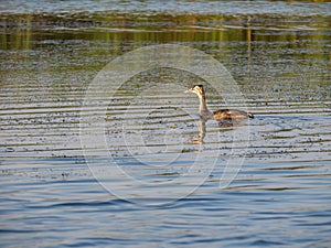 Great crested grebe in Danube Delta, Romania