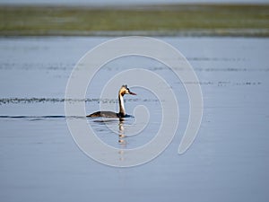 Great crested grebe in Danube Delta, Romania