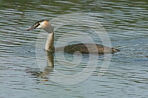 Great Crested Grebe