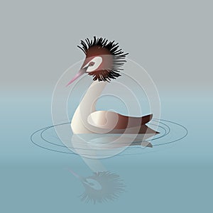 Great crested grebe digital illustration
