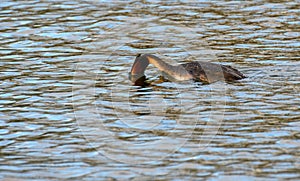 Great Crested Grebe diving