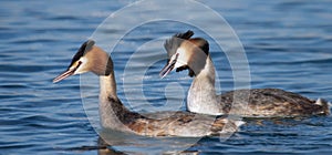 Great crested grebe ducks couple