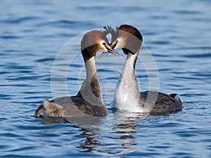 Great crested grebe ducks courtship