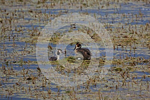 Great crested grebe with eggs