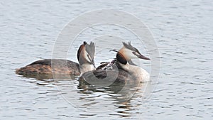 Great crested grebe family with chicks