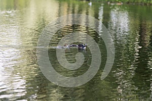 Great crested grebe family on a pond on a summer day