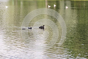 Great crested grebe family on a pond on a summer day