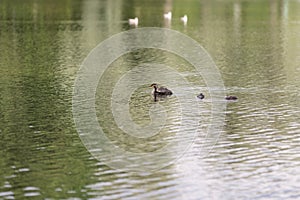 Great crested grebe family on a pond on a summer day