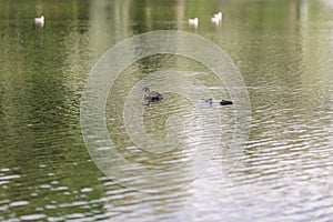 Great crested grebe family on a pond on a summer day