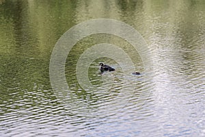 Great crested grebe family on a pond on a summer day