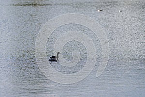 Great crested grebe family on a pond on a summer day