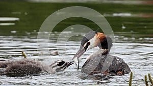 Great crested grebe feeding a chick