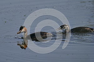 Great Crested Grebe feeding its chick