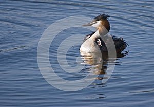 Great Crested Grebe female