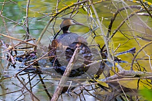 Great crested grebe female sitting in nest on lake