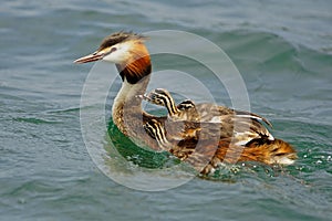 Great crested grebe female with youngsters, youngsters on her back