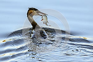 Great crested grebe with fish